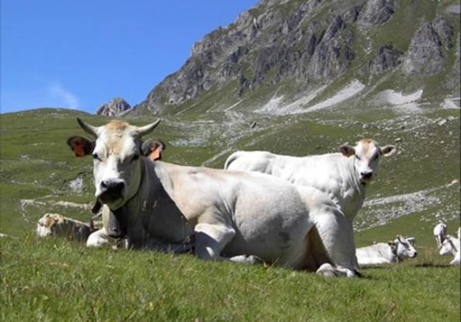 Coldiretti Piemonte: bene approvazione decreti a sostegno della zootecnia