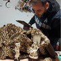 Biella, blitz al mercatino dell’antiquariato: sequestrati avorio e pellicce di leopardo