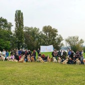 Arona: oltre 80 Golden Retriever in città per l'annuale passeggiata di gruppo