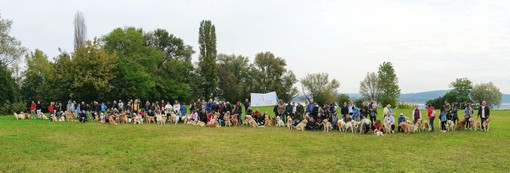 Arona: oltre 80 Golden Retriever in città per l'annuale passeggiata di gruppo