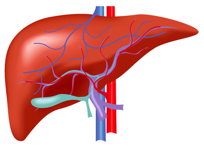 A Novara il terzo incontro nazionale sul colangiocarcinoma