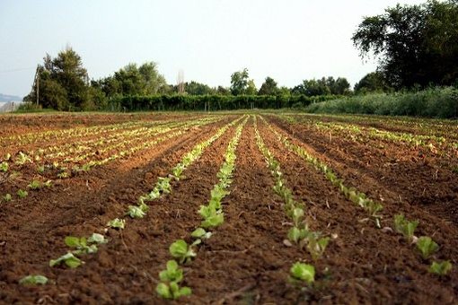 Coldiretti Piemonte, maltempo: con decreti pagamenti Agea importante iniezione di liquidità per imprese