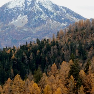 Bognanco adotta il nuovo piano forestale