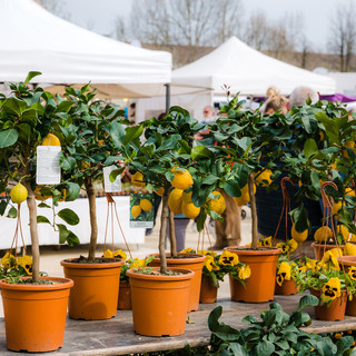 Novara si veste di fiori con la 7^ edizione di Fiorissimo 