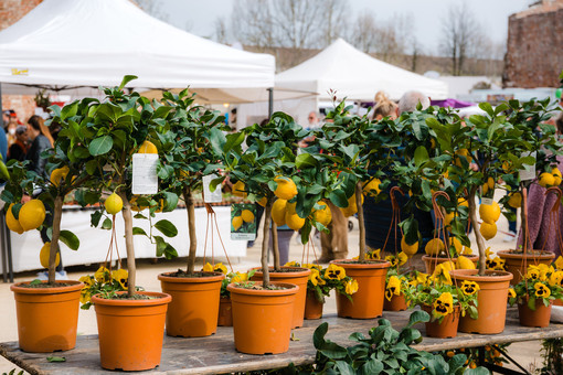 Novara si veste di fiori con la 7^ edizione di Fiorissimo 