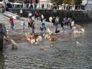 Raduno di Golden Retriever ad Arona: una giornata di festa per i dolci dorati