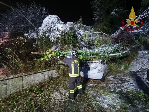 Maltempo sulla provincia di Novara: vigili del Fuoco intervengono per alberi caduti