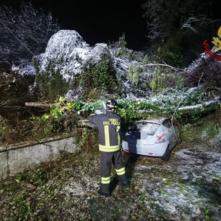 Maltempo sulla provincia di Novara: vigili del Fuoco intervengono per alberi caduti