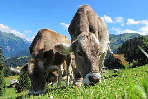 Coldiretti, Ue: bene cambio di passo stop visione ideologica