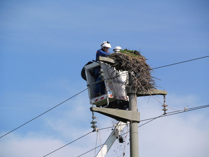 Proh, installata una piattaforma per nidi di cicogna sul palo e-distribuzione