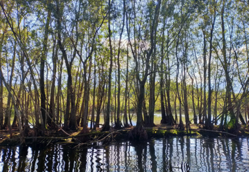 L'ente di gestione aree protette Ticino e Lago Maggiore presenta “Natura partecipata”