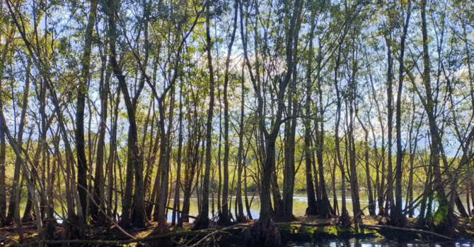 L'ente di gestione aree protette Ticino e Lago Maggiore presenta “Natura partecipata”