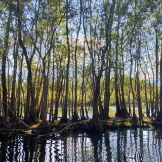 L'ente di gestione aree protette Ticino e Lago Maggiore presenta “Natura partecipata”