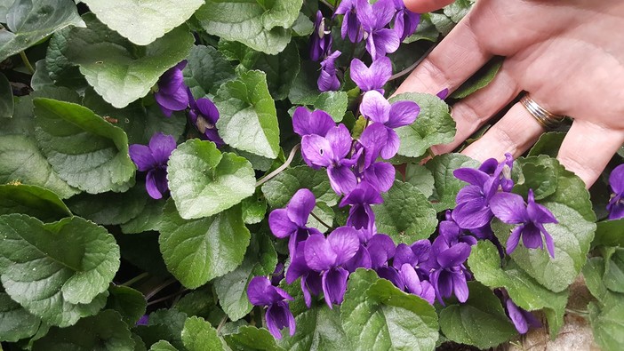 Curiosità. Aspettando la primavera, sbocciano le violette