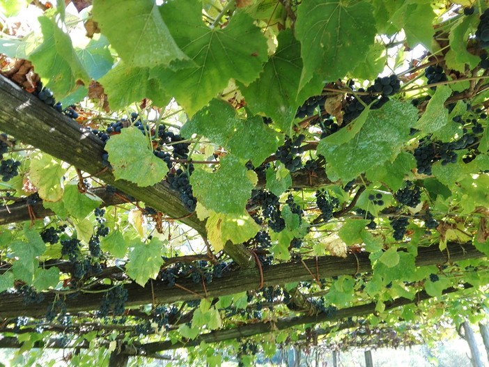 Vendemmia, la soddisfazione di Coldiretti Piemonte: &quot;Garantita la qualità nonostante il clima pazzo&quot;