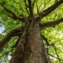 Coldiretti Piemonte, giornata alberi: boschi salgono a record 120 mila Km quadrati, il 40% dell’Italia