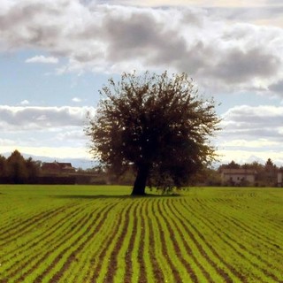 Dalla Regione Piemonte nove milioni per le aziende agricole: nuovi agriturismi e attività sostenibili