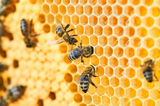 Coldiretti Piemonte, api: l’Ue approva contributi per l’alimentazione di soccorso