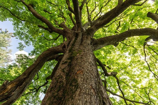 Coldiretti Piemonte, giornata alberi: boschi salgono a record 120 mila Km quadrati, il 40% dell’Italia