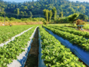 Coldiretti Piemonte: &quot;L'agricoltura sempre più colpita dal cambiamento climatico, servono interventi strutturali&quot;