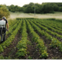 Al via il bando per il servizio civile in agricoltura