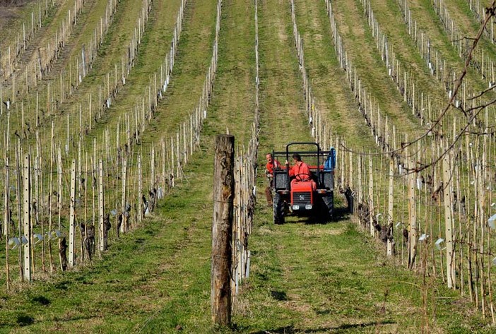 Aiuti agricoltura in ritardo, Agea: &quot;La realtà dei fatti non è questa&quot;