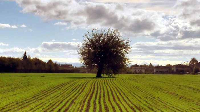 Dalla Regione Piemonte nove milioni per le aziende agricole: nuovi agriturismi e attività sostenibili