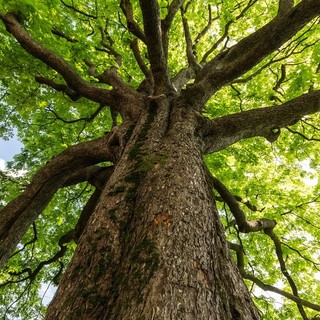 Coldiretti Piemonte, giornata alberi: boschi salgono a record 120 mila Km quadrati, il 40% dell’Italia