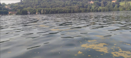 Le alghe gialle nel Lago d'Orta non sono pericolose per la salute dei bagnanti
