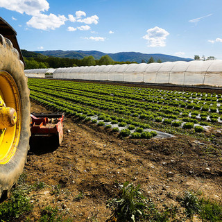 Coldiretti Piemonte, Mercosur: accordo rottama agricoltori Ue e finanzia aziende sudamericane