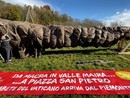 Arriva dal Piemonte l'albero di Natale di Piazza San Pietro