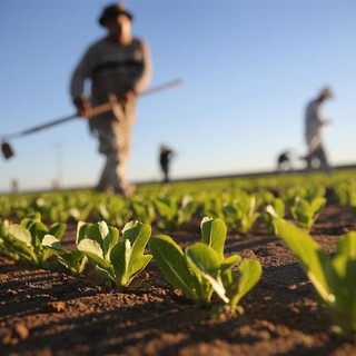 Agricoltura, dalla Regione un bando con 32,5 milioni di finanziamento per investimenti in produzione e competitività