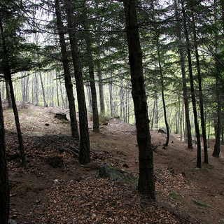 Coldiretti Piemonte, giornata foreste: serve cambio di passo su gestione dei boschi