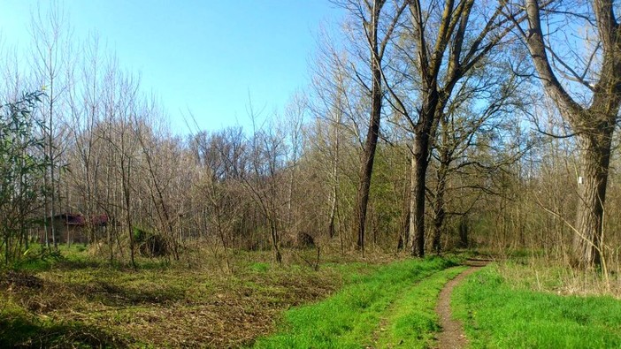 Compensazione ambientale: sistemazione e rimboschimento nel Parco del Ticino