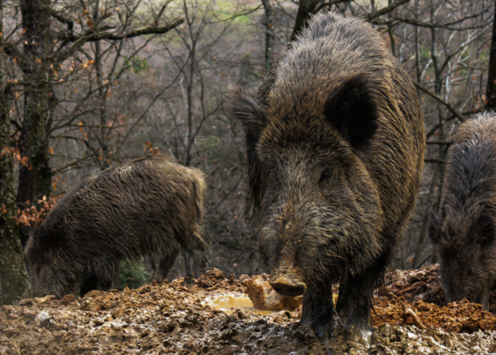 Caccia e peste suina, Bongioanni: &quot;Prolungato di un mese il calendario per il cinghiale&quot;