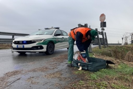 Novara, tolleranza zero per sosta abusiva e rifiuti abbandonati