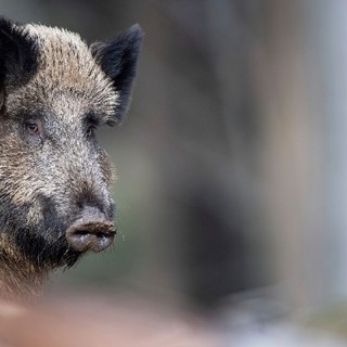 Peste suina: urgenti totale depopolamento cinghiali e indennizzi alle imprese