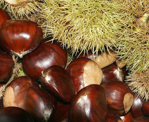 Coldiretti Piemonte prevede una buona stagione per le castagne