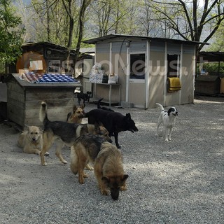 Nuova convenzione tra il Comune di Domodossola e gli Amici del Cane