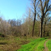 Compensazione ambientale: sistemazione e rimboschimento nel Parco del Ticino