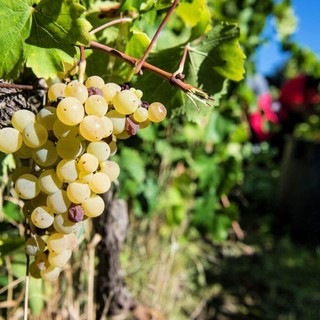 Coldiretti Piemonte: no all’allargamento dei confini del Moscato Docg