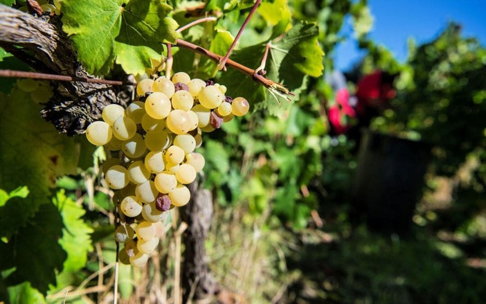 Coldiretti Piemonte: no all’allargamento dei confini del Moscato Docg