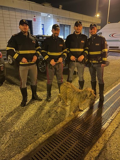 Cane salvato in autostrada dalla Polizia