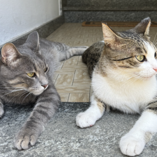 Il comune di Borgomanero riceve 36mila euro per il benessere delle colonie feline