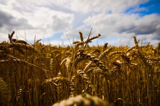 &quot;Prezzo del pane in aumento, serve etichetta d’origine&quot;