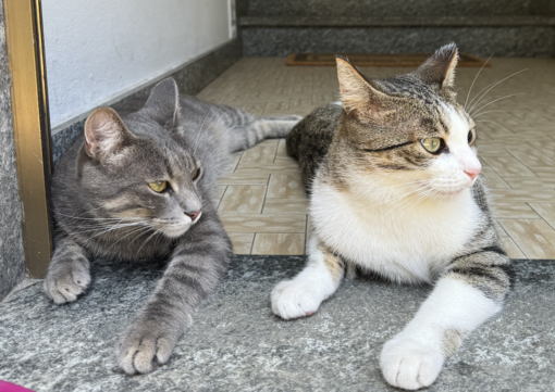 Il comune di Borgomanero riceve 36mila euro per il benessere delle colonie feline