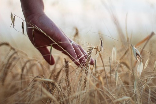 Giovani in agricoltura, ecco 11,6 milioni di euro a sostegno di aziende under 41: c'è anche Biella