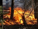 Incendi boschivi, indagine dell'Uncem per capire come vanno prevenzione e gestione dell'emergenza