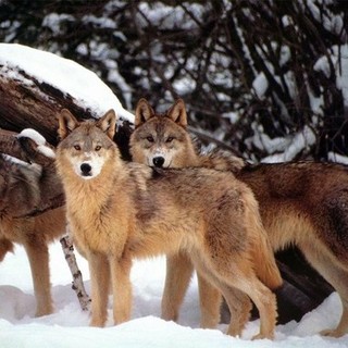 &quot;Il lupo non ha più bisogno di essere una specie protetta&quot;: presenza in crescita in Piemonte