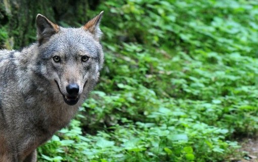 Moncalvo (Coldiretti): “Più lupi in Piemonte rispetto all’intera Svezia con circa 600 esemplari, a rischio la biodiversità dei nostri territori”